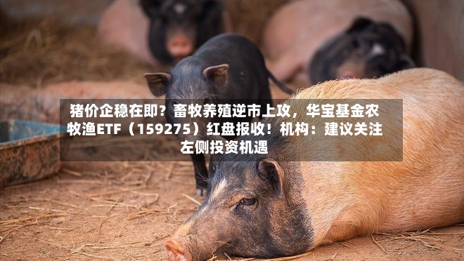 猪价企稳在即？畜牧养殖逆市上攻，华宝基金农牧渔ETF（159275）红盘报收！机构：建议关注左侧投资机遇-第3张图片