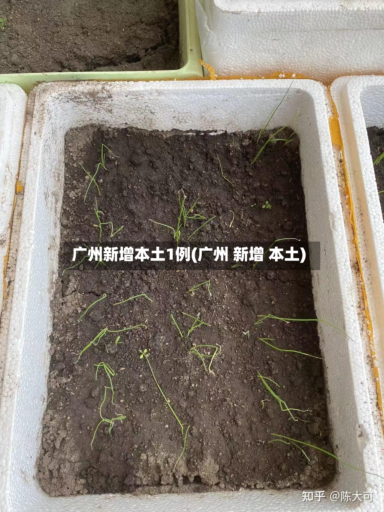 广州新增本土1例(广州 新增 本土)-第3张图片