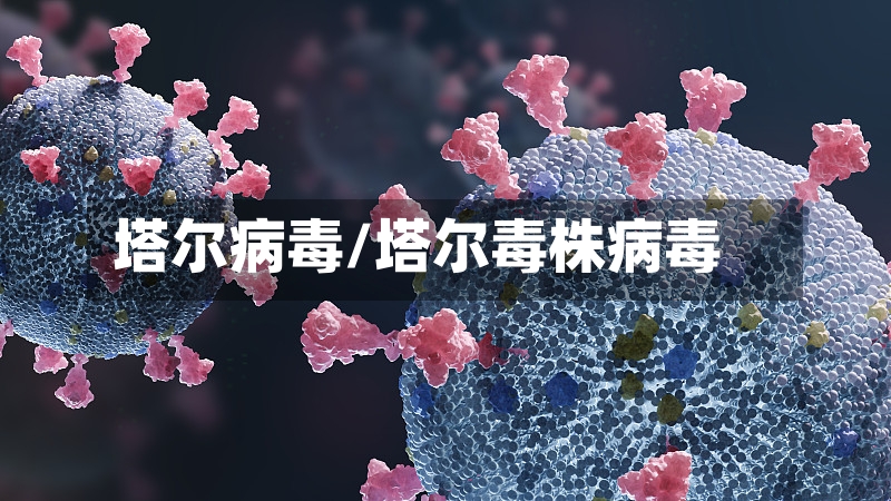 塔尔病毒/塔尔毒株病毒
